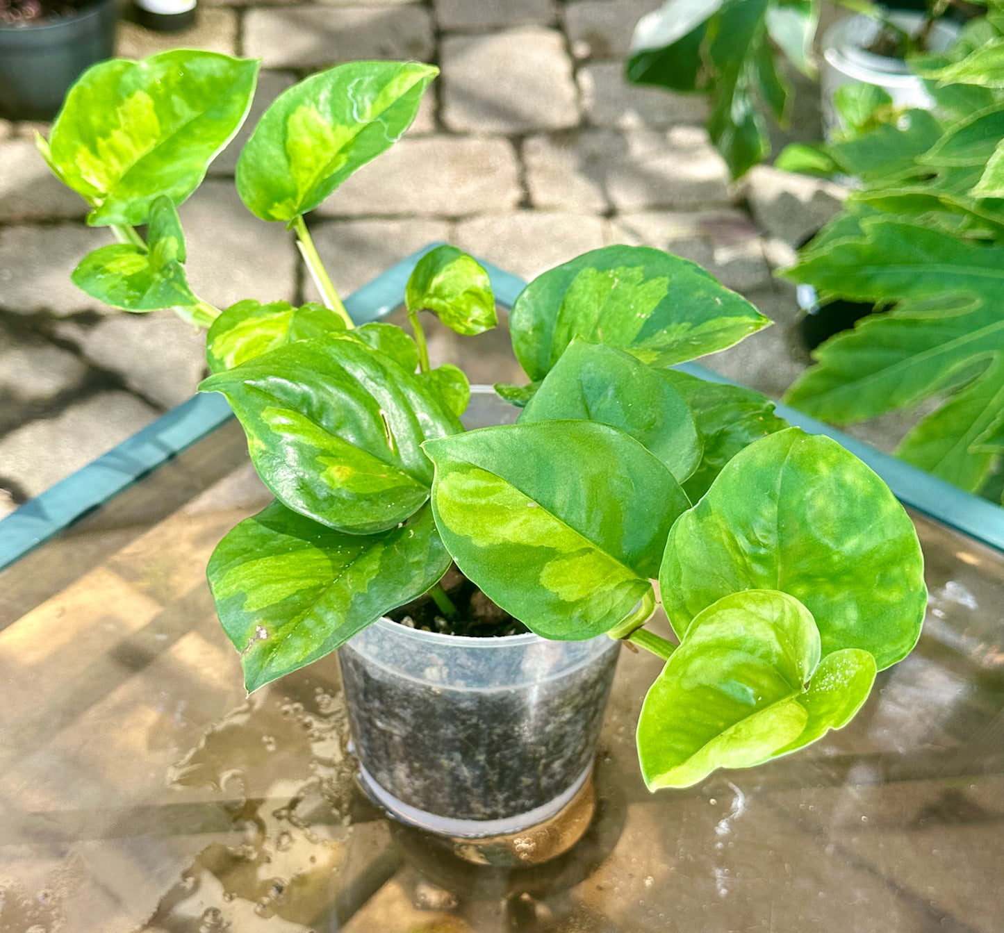 Global Green Pothos
