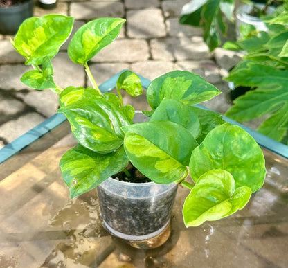 Global Green Pothos