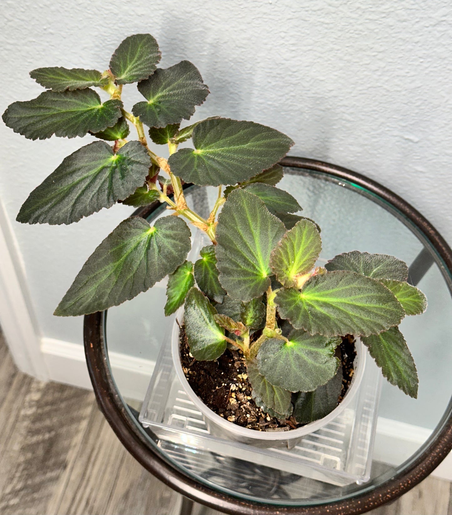 Begonia Withlacoochie