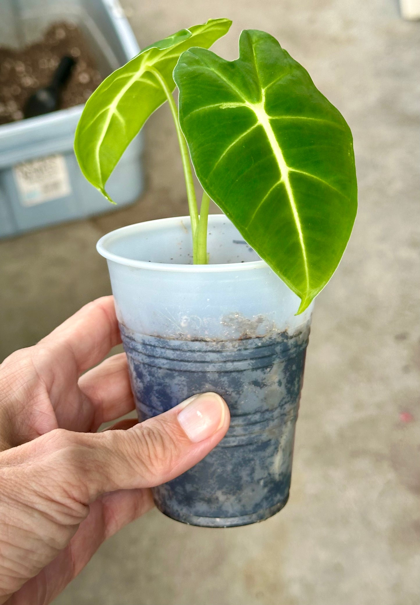 Alocasia Frydek pup