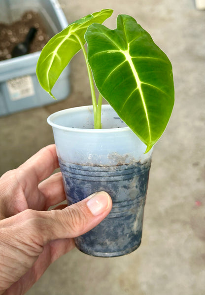 Alocasia Frydek pup