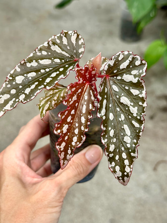 Begonia “Guy Savard"