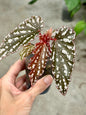 Begonia “Guy Savard"