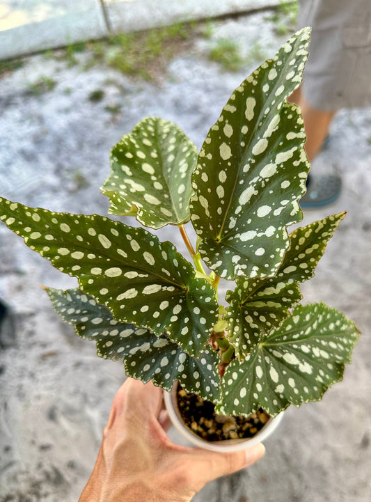 Begonia Maculata "White Ice"