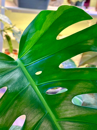 Monstera Borsigiana Albo- Double Mutated