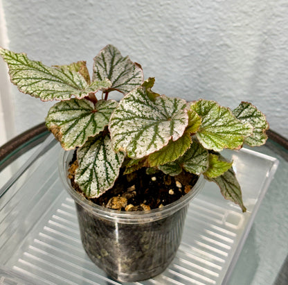 Begonia “Don Miller”