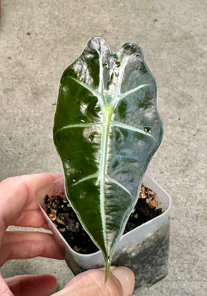 Alocasia Polly pup