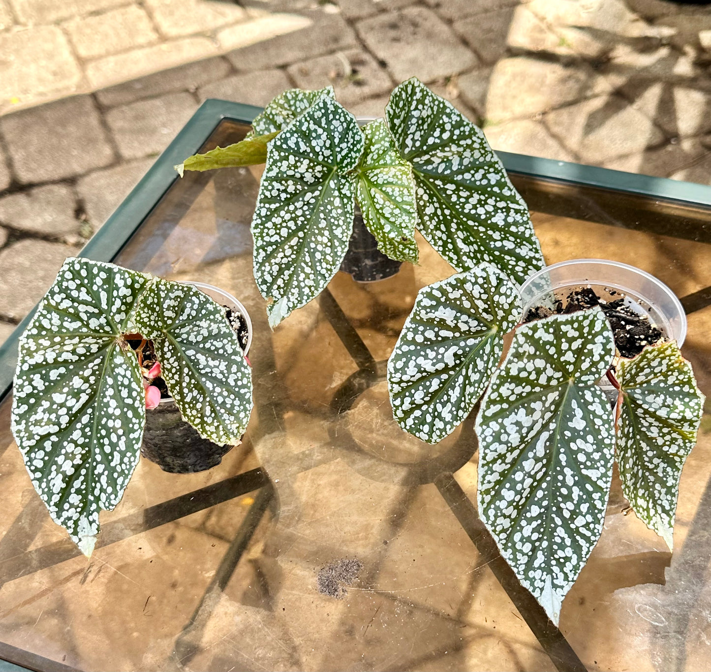 Begonia Snow Capped 3”