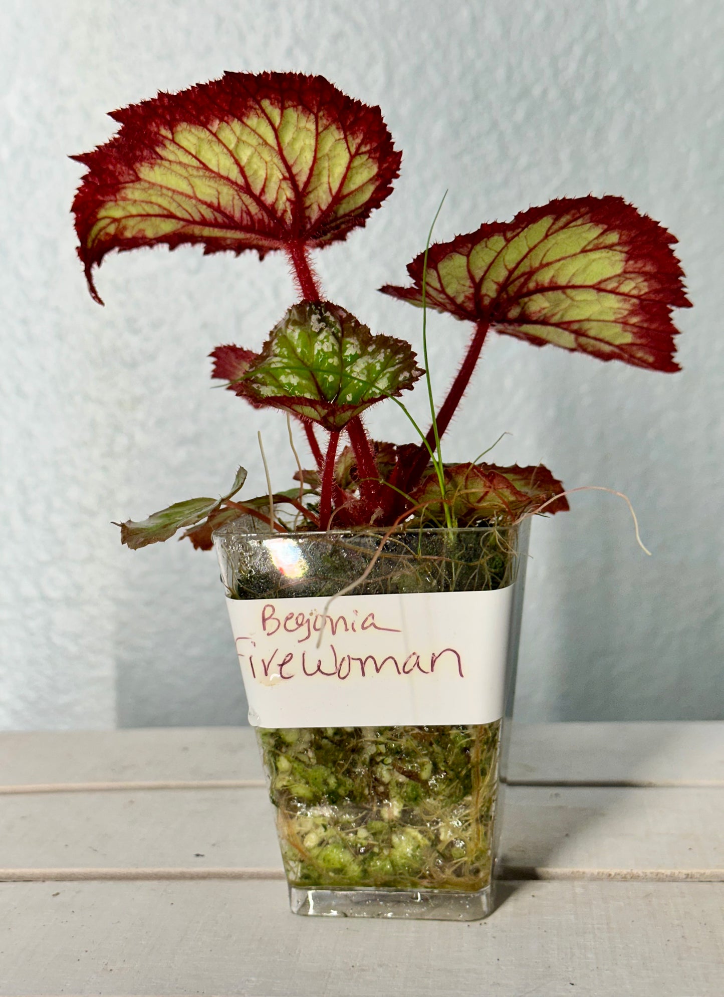 Begonia Harmony’s “Firewoman “