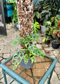 Monstera Obliqua