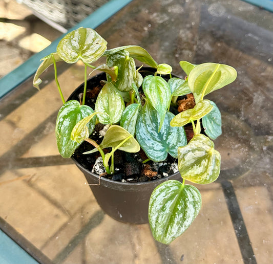 Philodendron Brandtianum “Brandi” (5”)