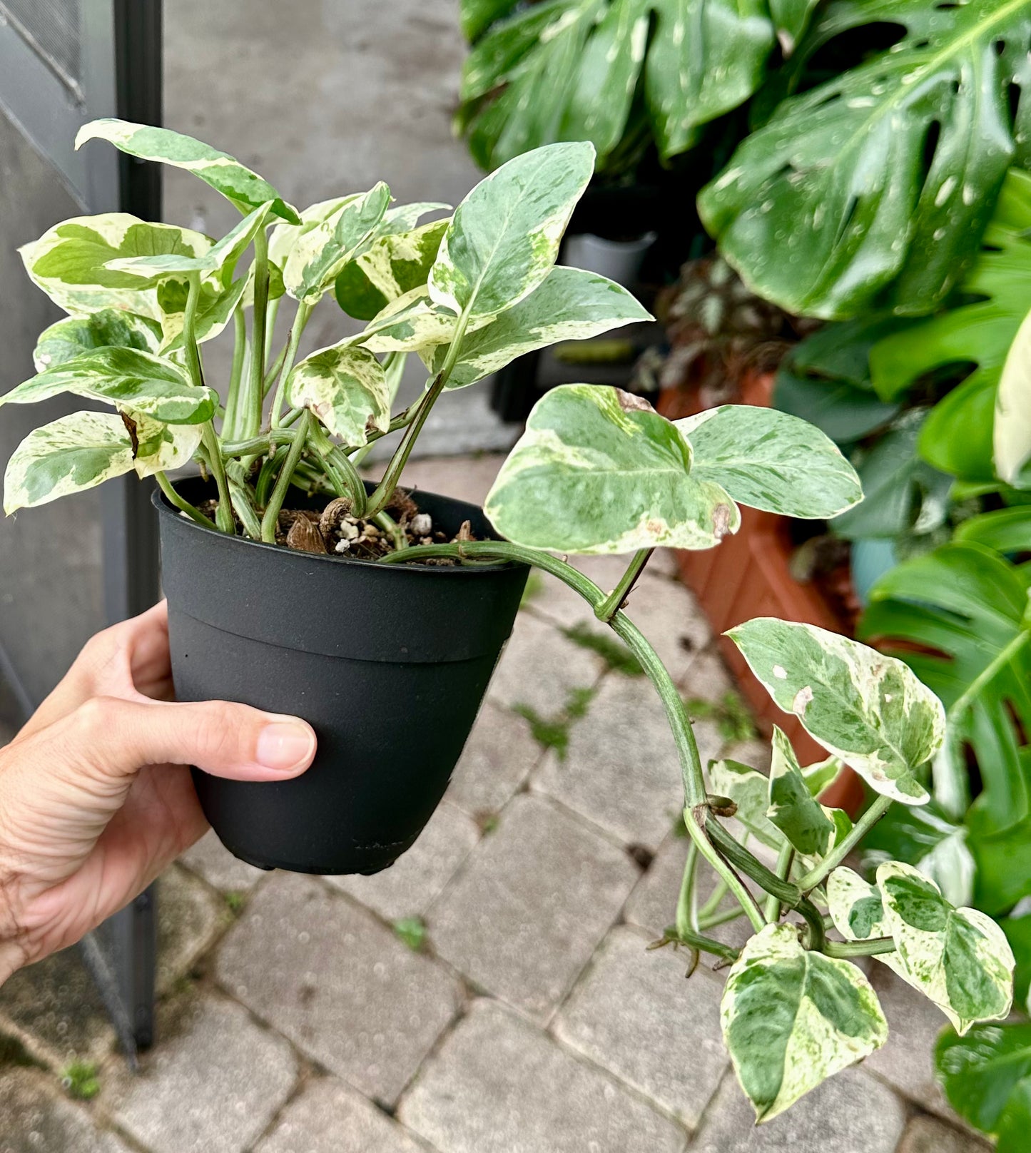 Pearls and Jade Pothos