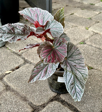 Begonia “Maurice Amey”