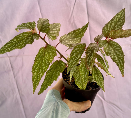 Angel Wing Begonia 4”