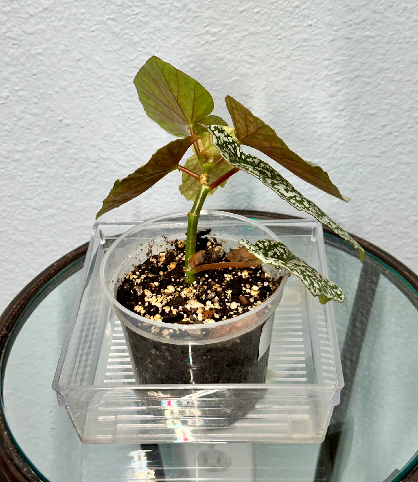 Begonia Snow Capped 4”