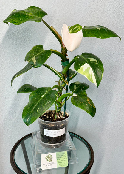 White Wizard Philodendron 5”