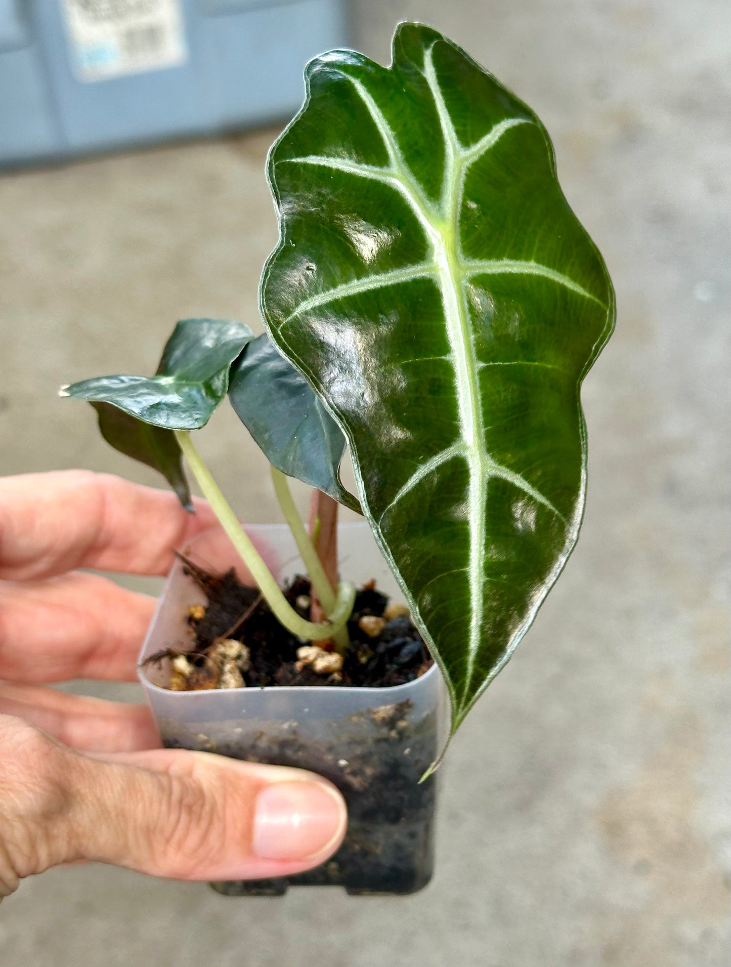 Alocasia Polly pup