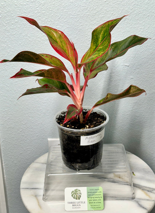 Aglaonema “Siam Pink”