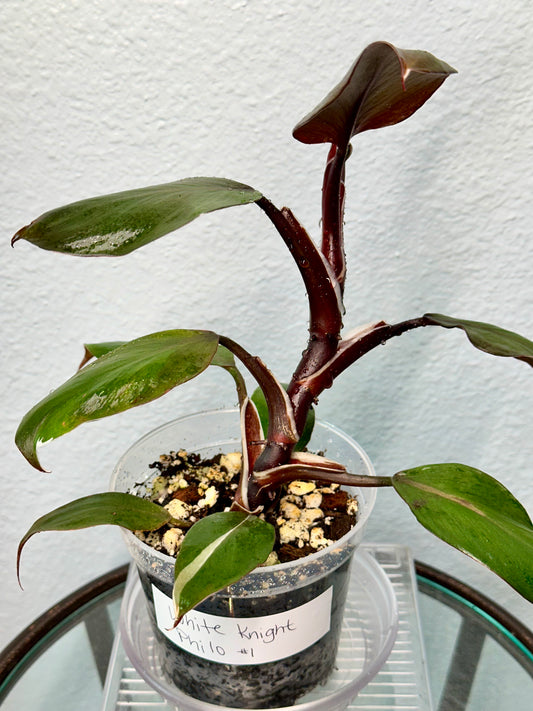 White Knight Philodendron 4”