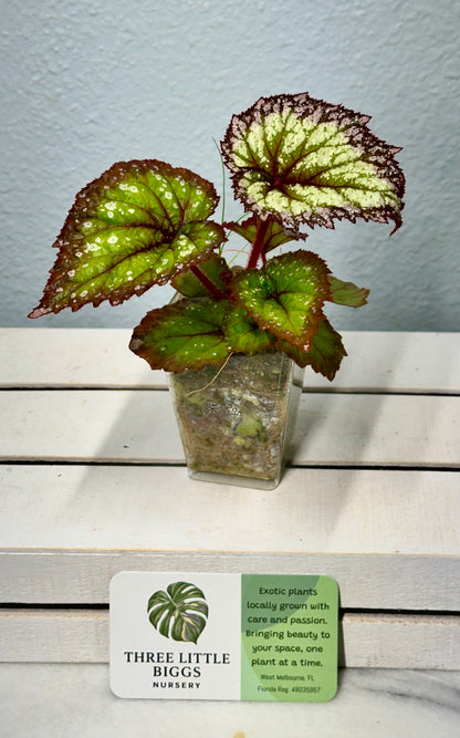 Begonia Harmony’s “Firewoman “