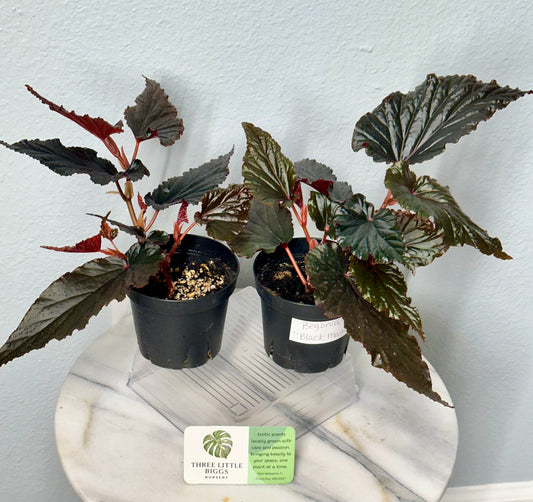 Begonia "Black Magic” 4”