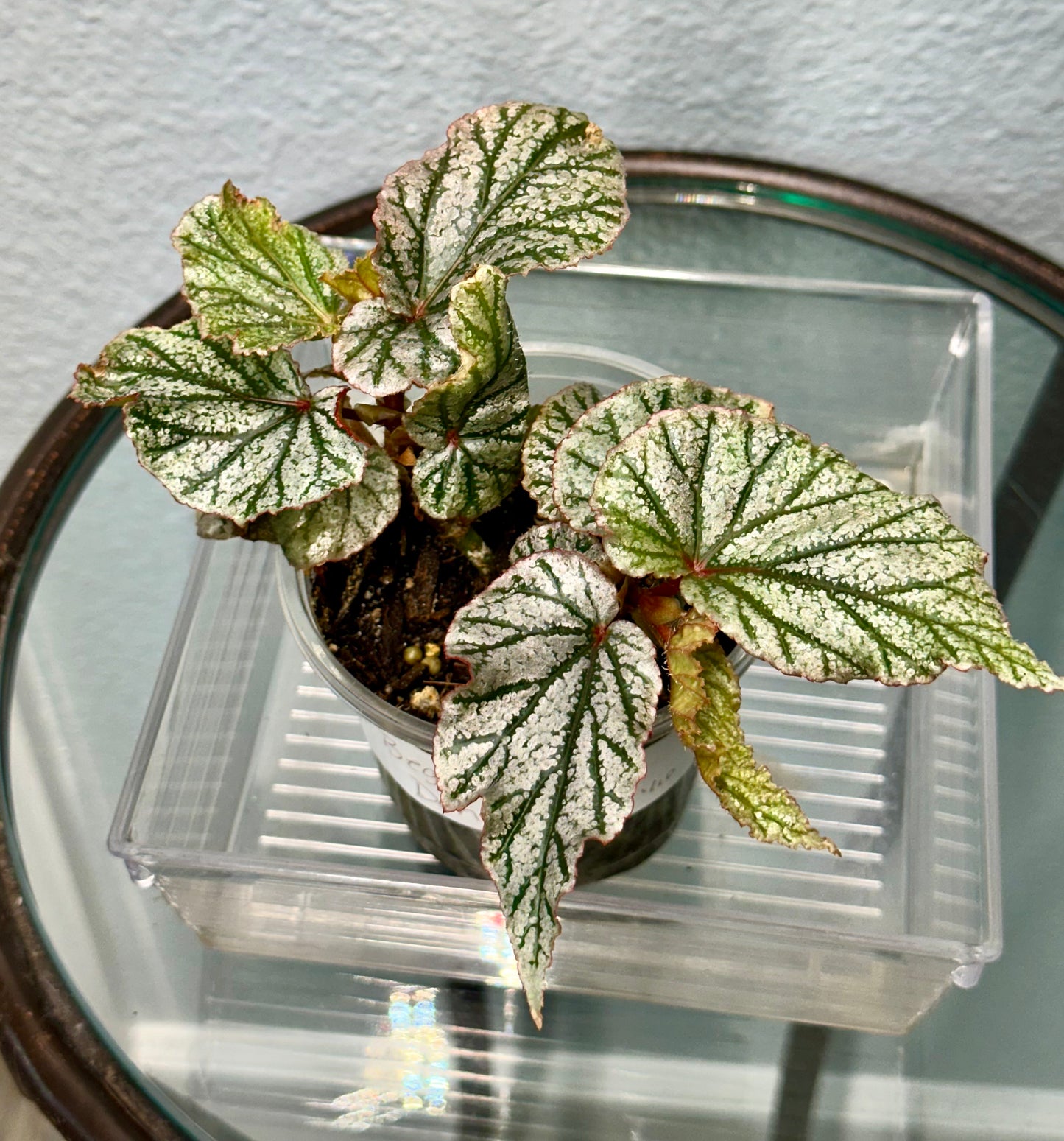 Begonia “Don Miller”