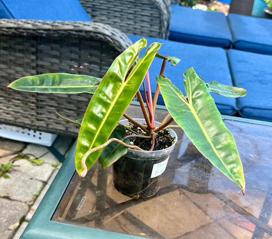 Philodendron Billietiae (4”)