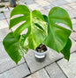 Monstera Deliciosa Albo