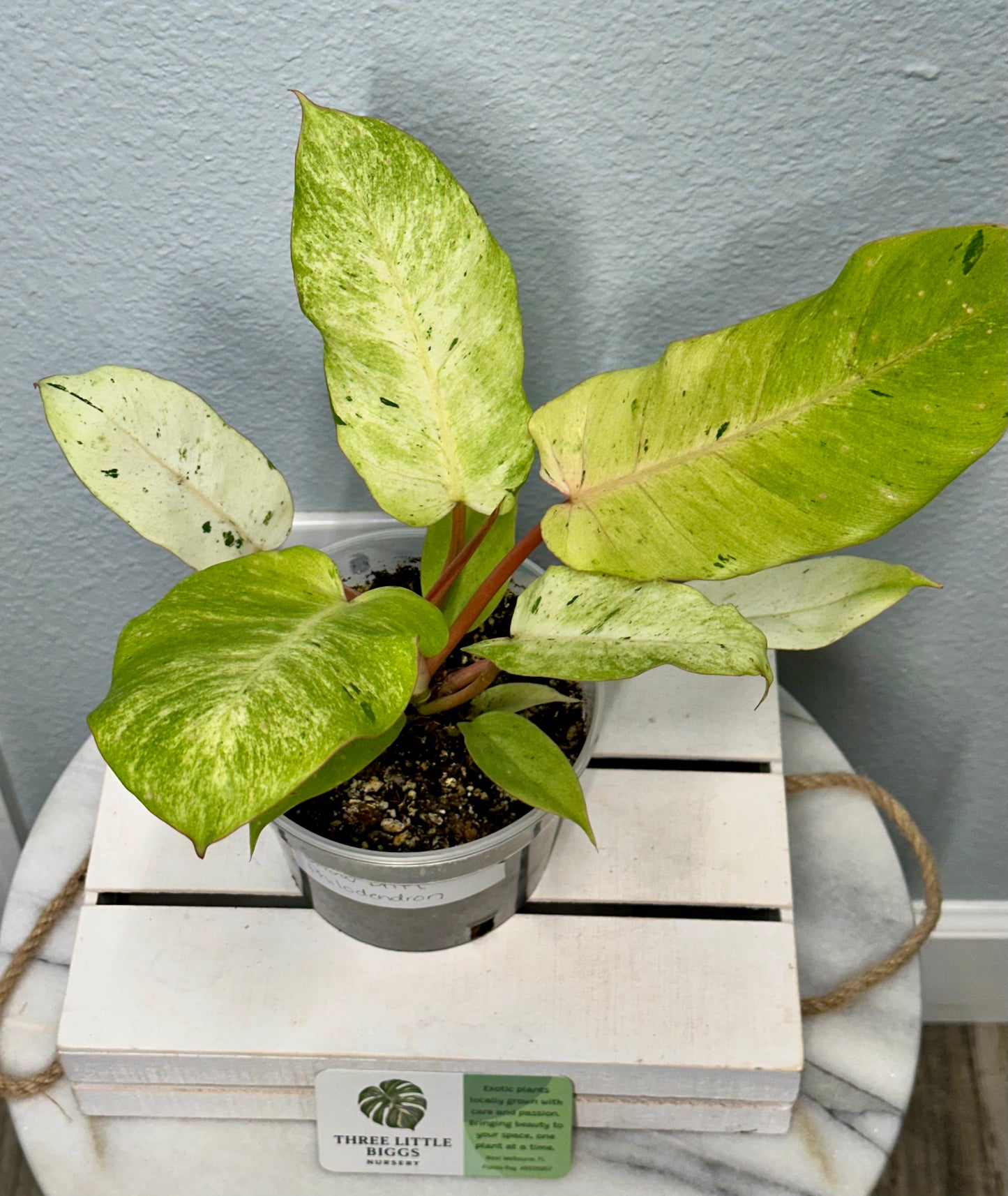 Snow-Drift-Philodendron