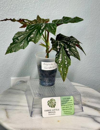 Begonia Lady Vanderwilt