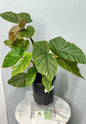 Begonia Lucerna 22in