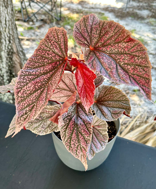 Begonia “Maurice Amey”