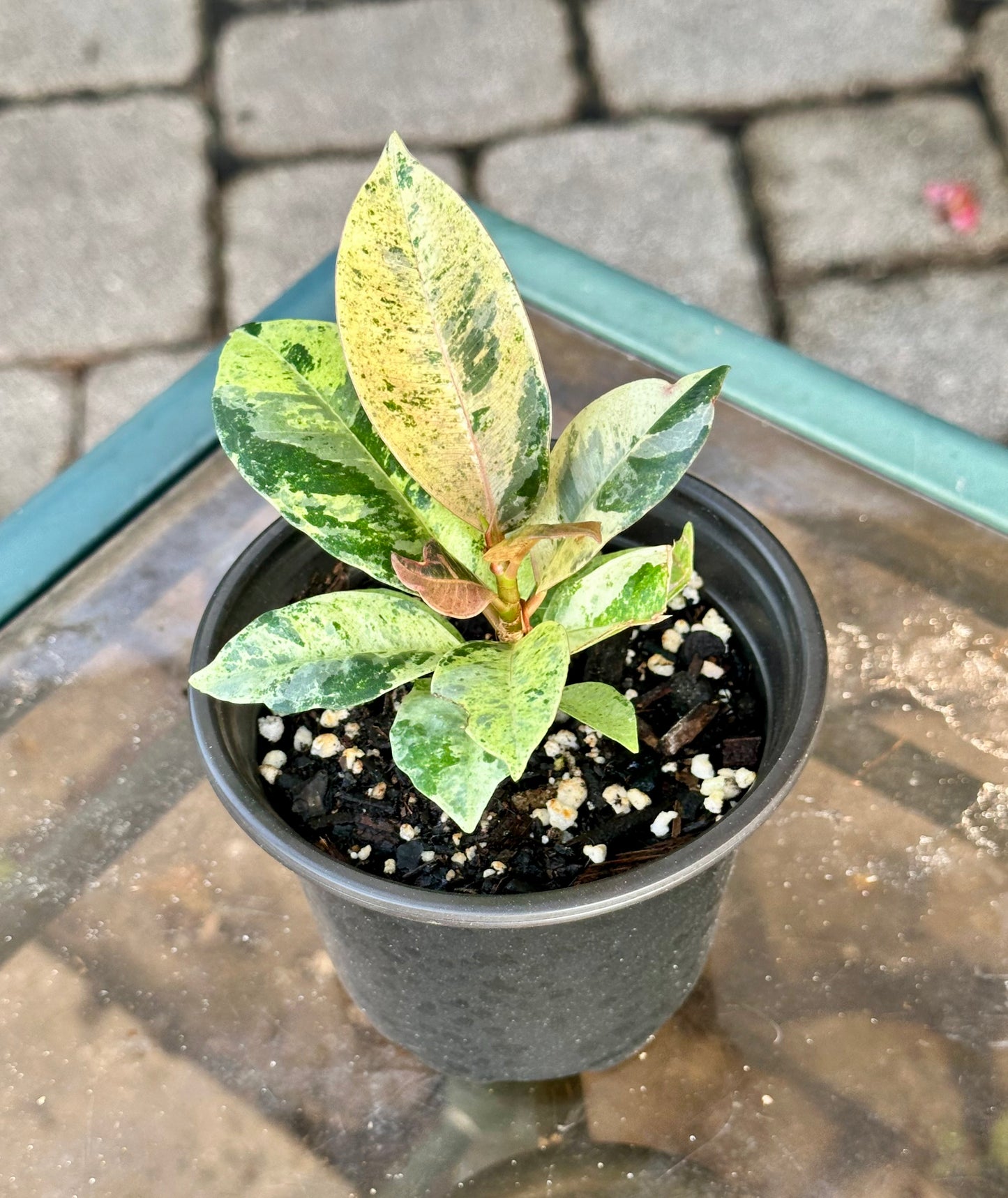Ficus Elastica “Shivereana”