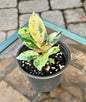 Ficus Elastica “Shivereana”