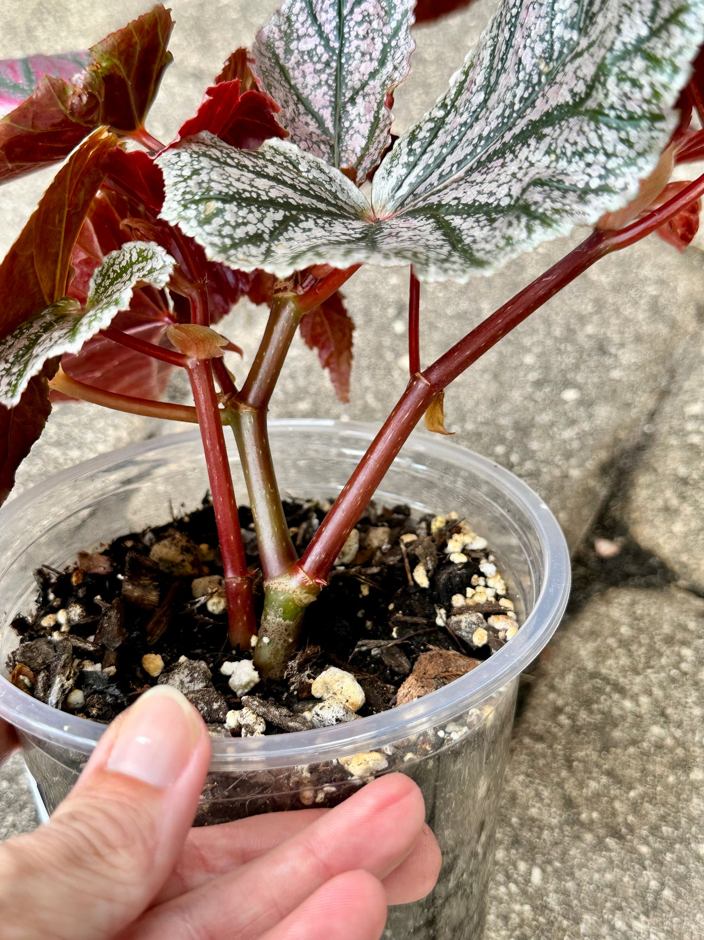 Begonia “Maurice Amey”