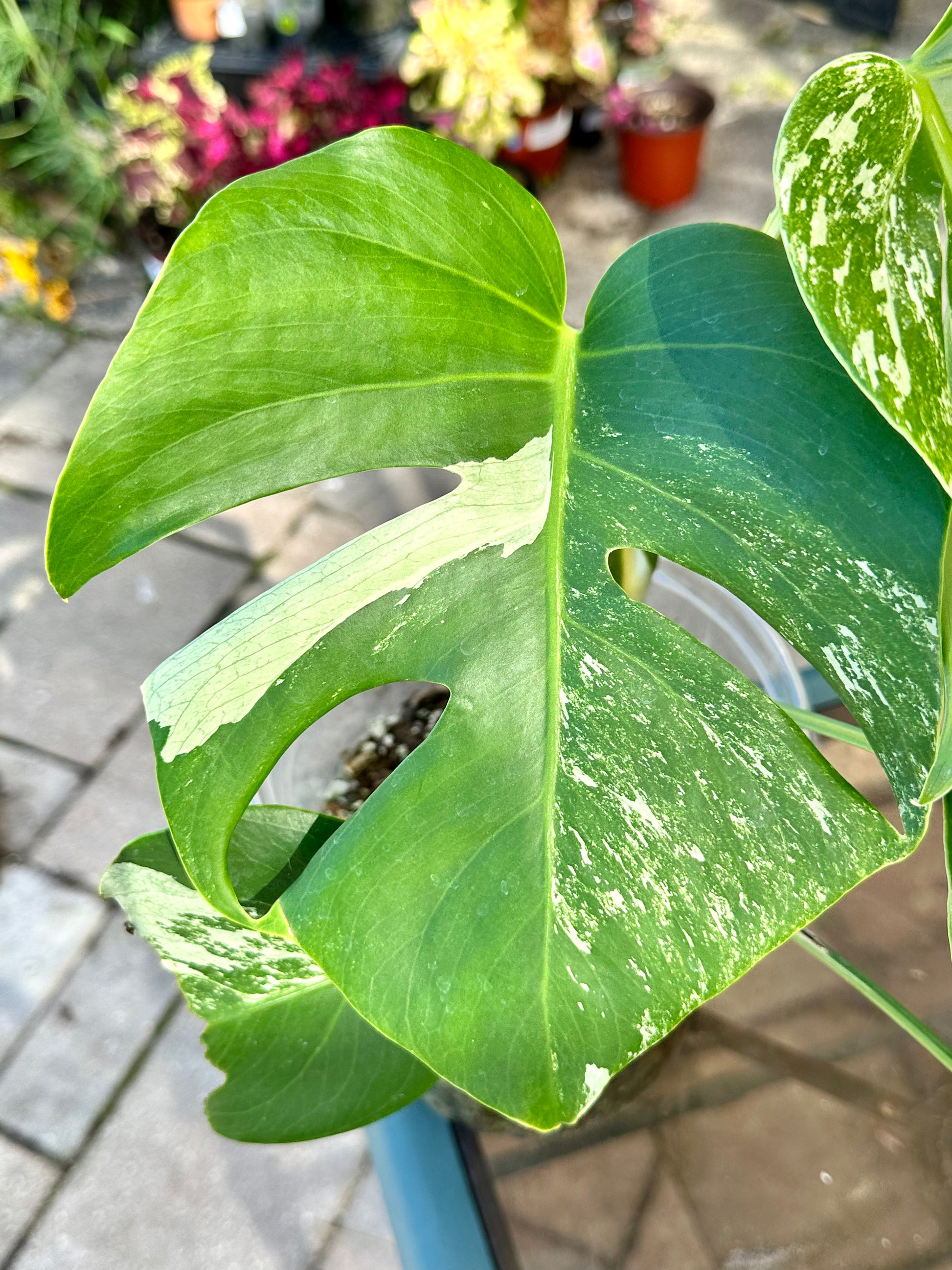 monstera deliciosa rare Monstera Deliciosa Albo