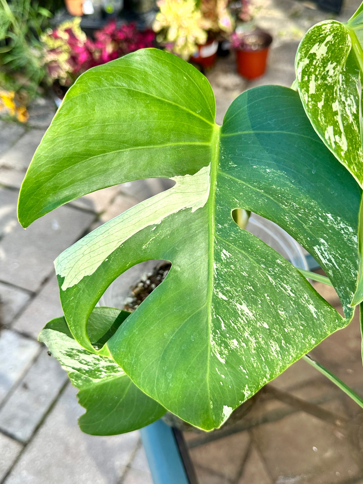 Monstera Deliciosa Albo