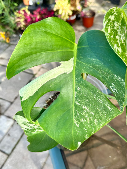 Monstera Deliciosa Albo