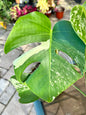 Monstera Deliciosa Albo