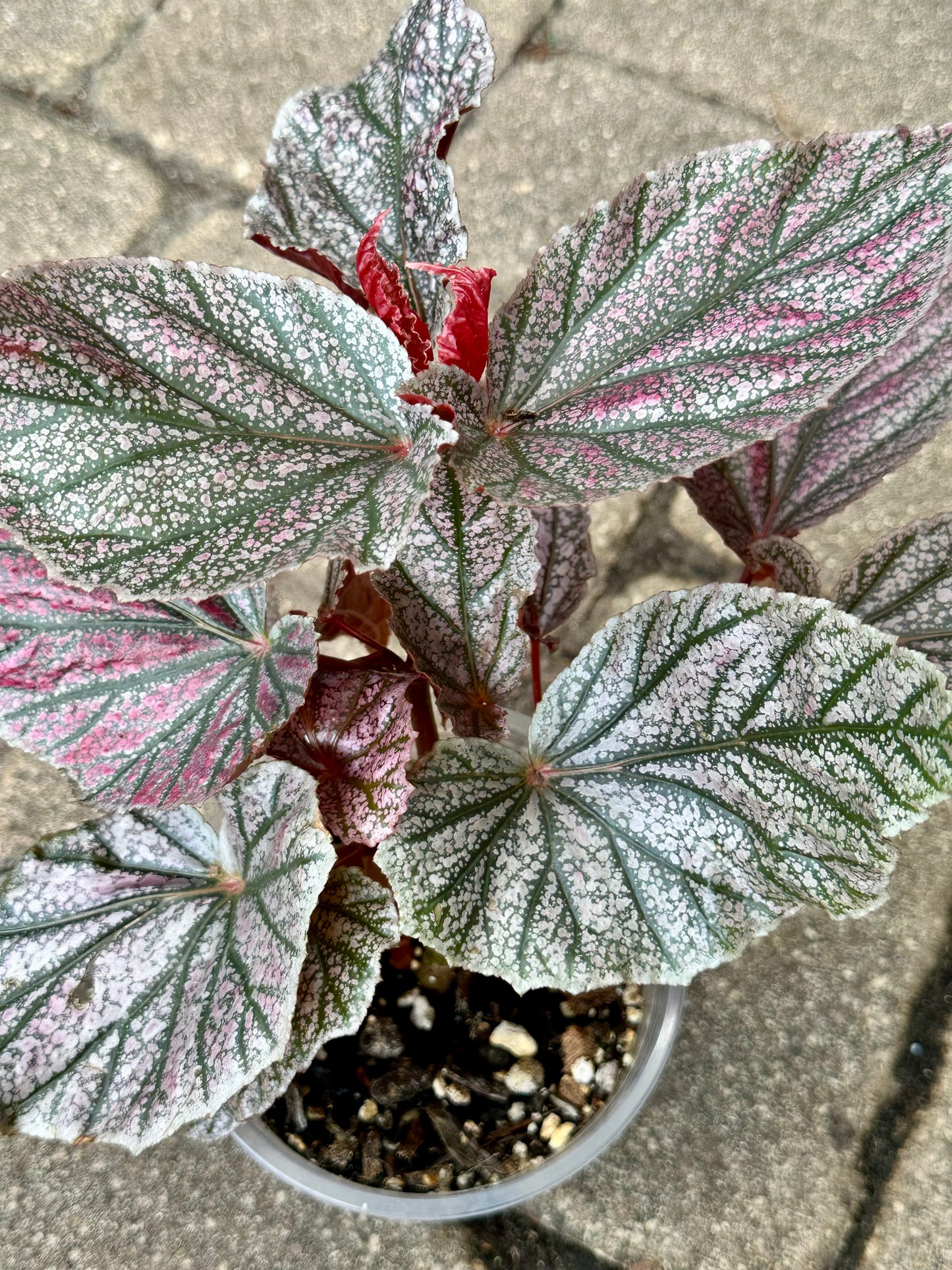 Begonia “Maurice Amey”
