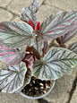 Begonia “Maurice Amey”