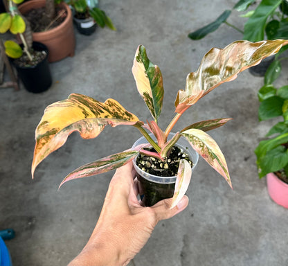 Philodendron Caramel Marble