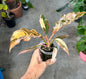 Philodendron Caramel Marble