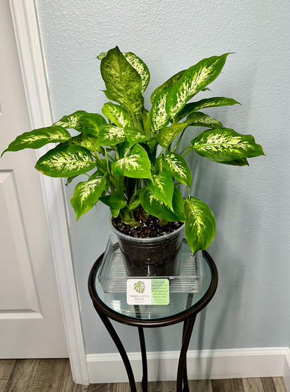 “Tropic Snow” Dieffenbachia