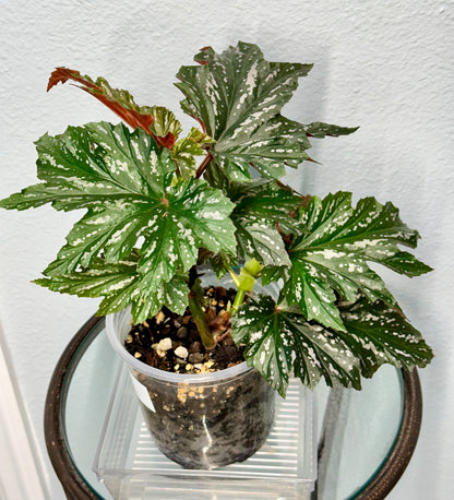 Lady Vanderwilt Begonia 5”