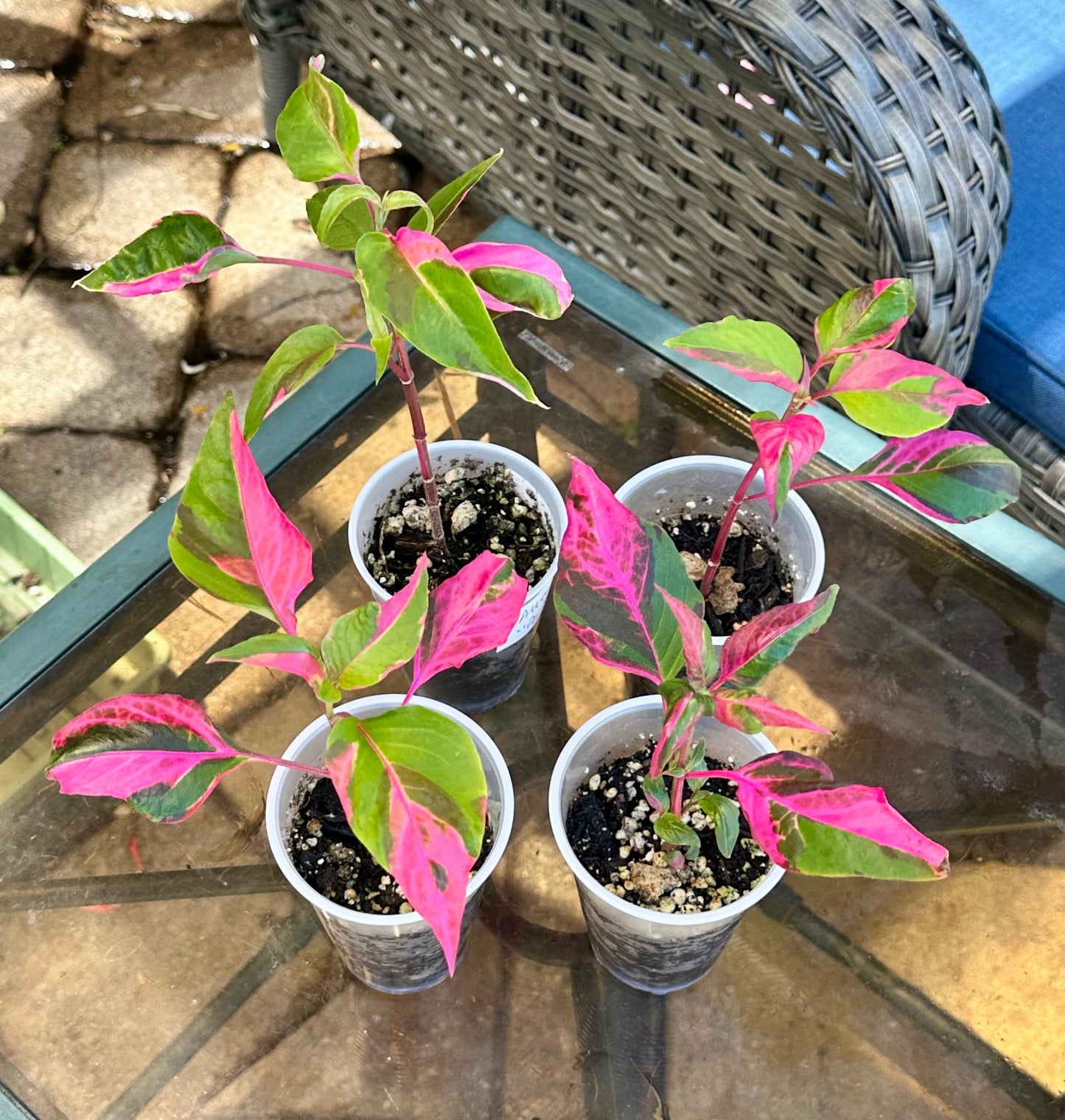 Party Time (Alternanthera ficoidea)