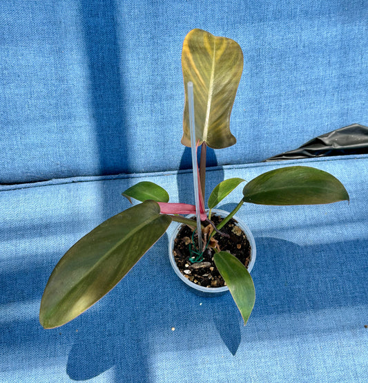 Florida Bronze Philodendron