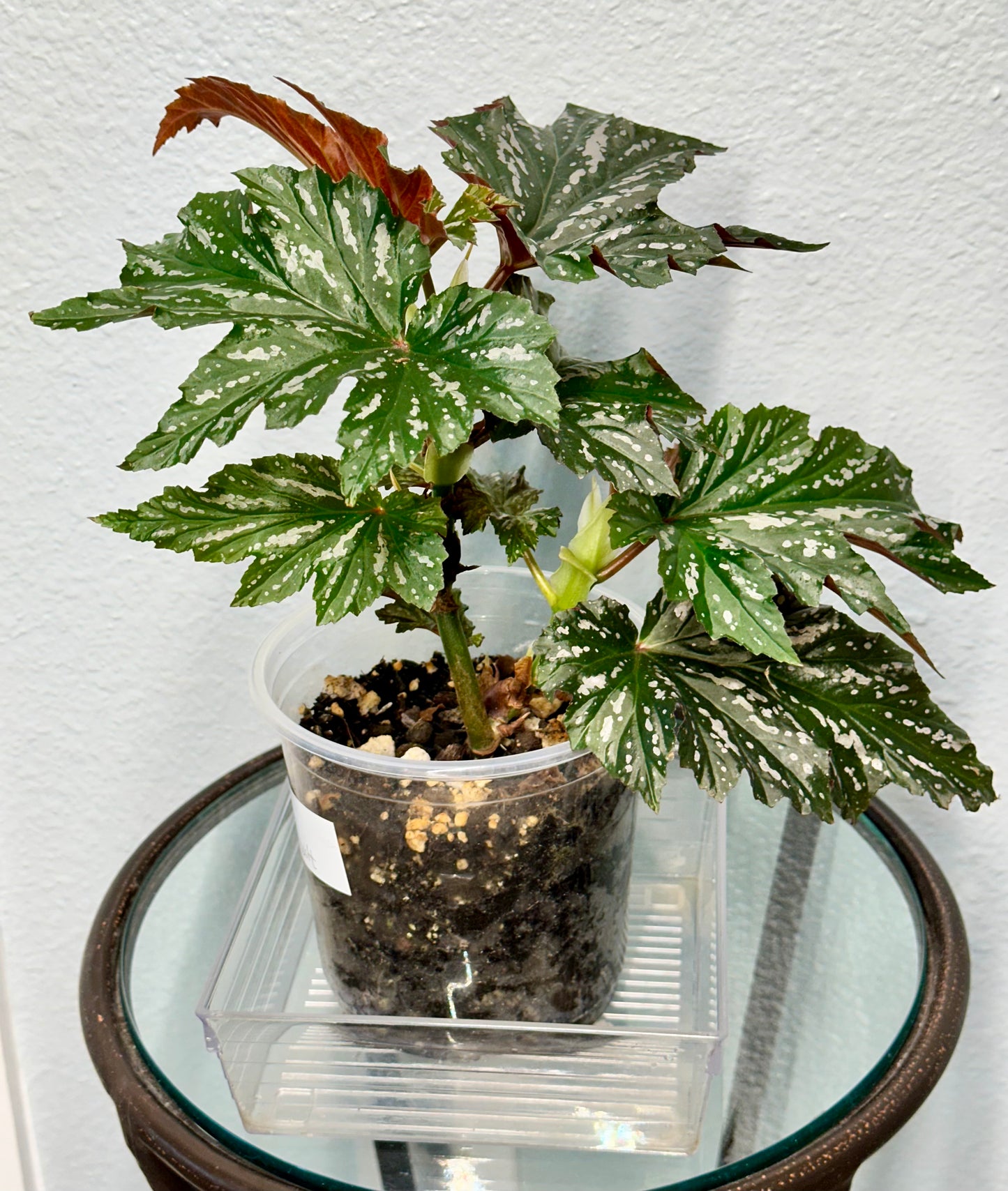 Lady Vanderwilt Begonia 5”