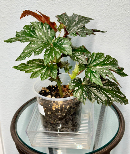 Lady Vanderwilt Begonia 5”