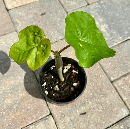 Jatropha Podagrica “Buddha Belly”